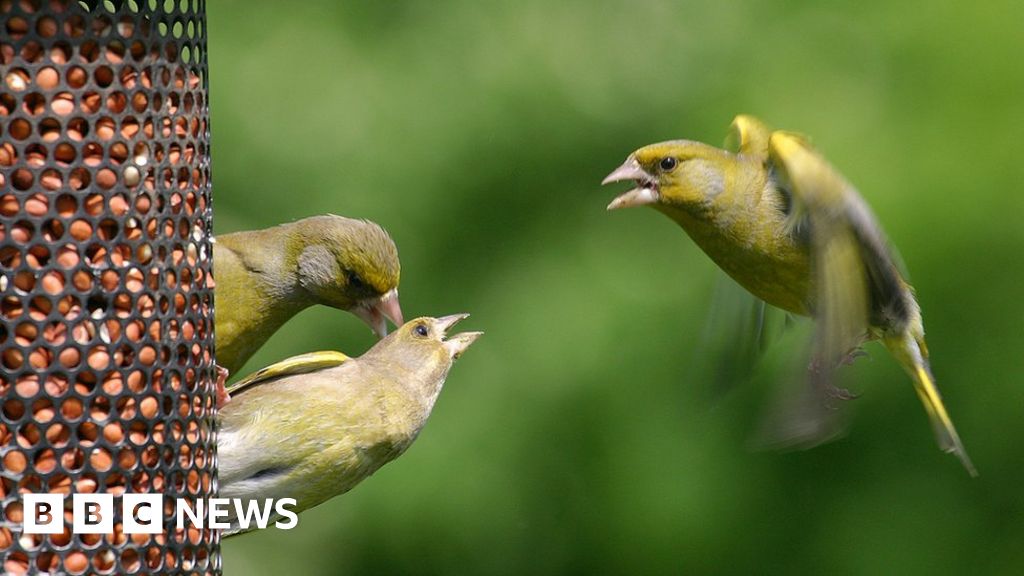 Feed The Birds But Be Aware Of Risks Say Wildlife Experts Bbc News