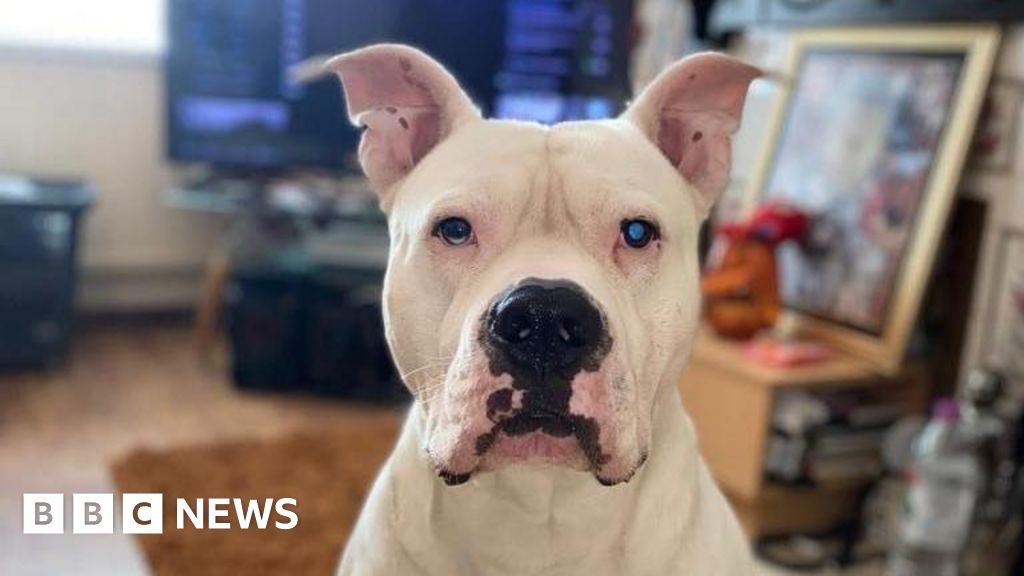 Owners shocked as dogs seized for XL bully checks