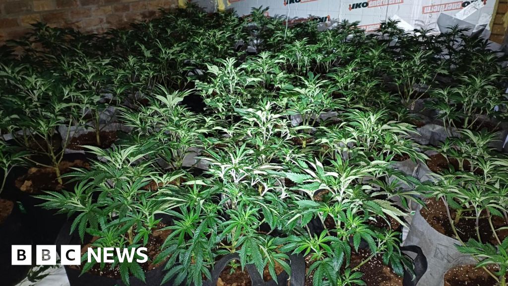 Police Raids Uncover Multiple Cannabis Farms