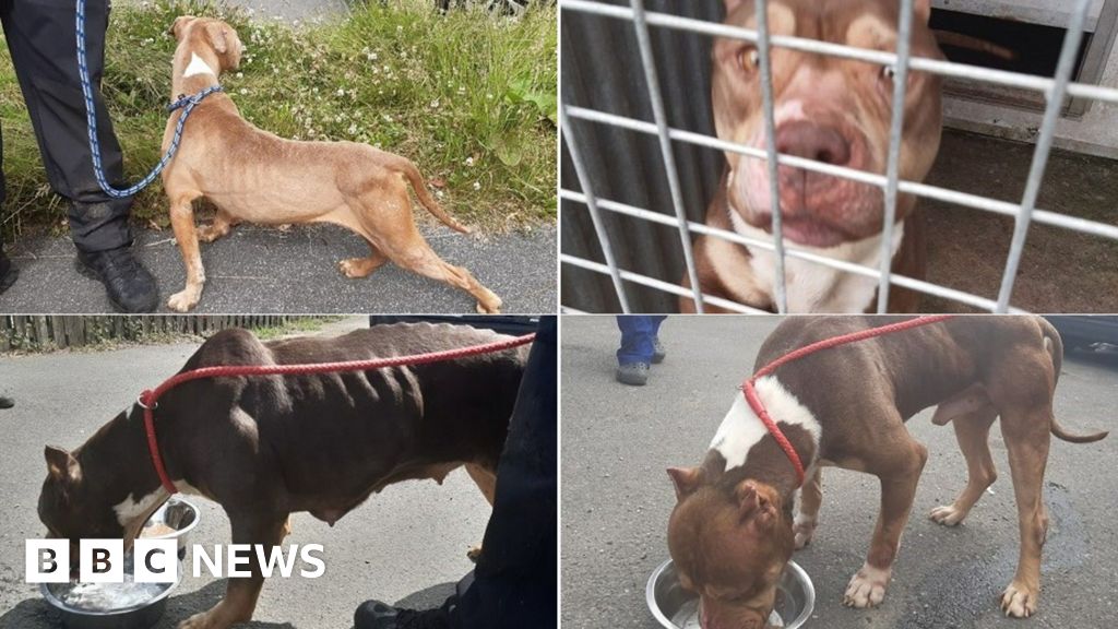 Sheffield Abandoned dogs found dehydrated and malnourished