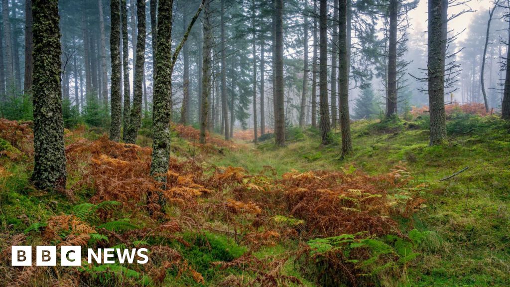 bbc.co.uk - Andrew Thomson - Report warns of 'slowdown' in Scotland's rural land market