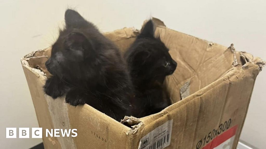 Canterbury: Kittens found dumped in cardboard box