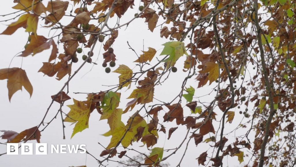 Kew studies hot weather trees and new coffee types