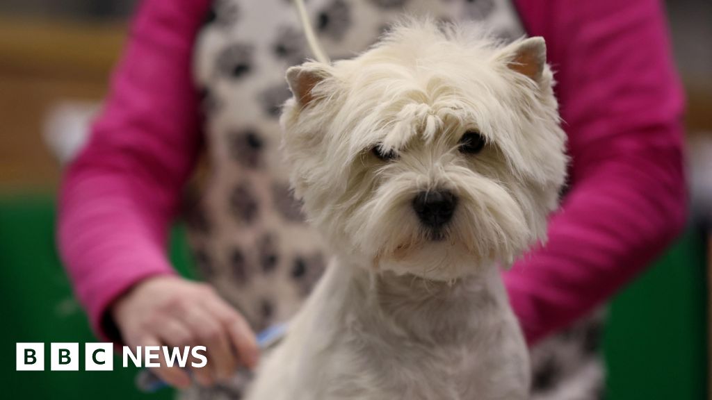 Last Preparations As Crufts 2024 Enters Final Day   Ecd19080 Dee8 11ee 982e Cb160611306d 