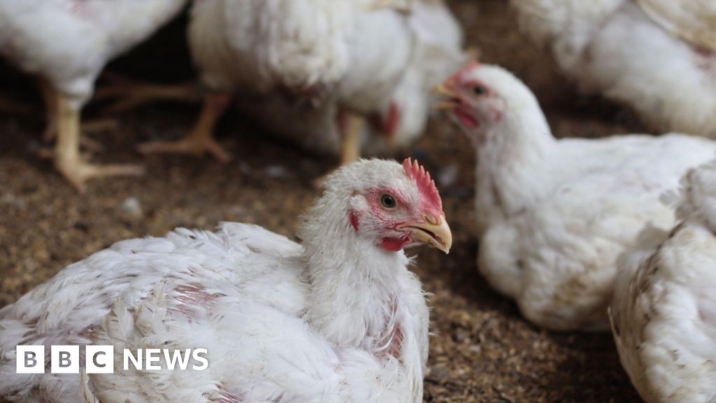 bbc.co.uk - Grace Wood - Bird flu confirmed at commercial poultry farm near York - BBC News