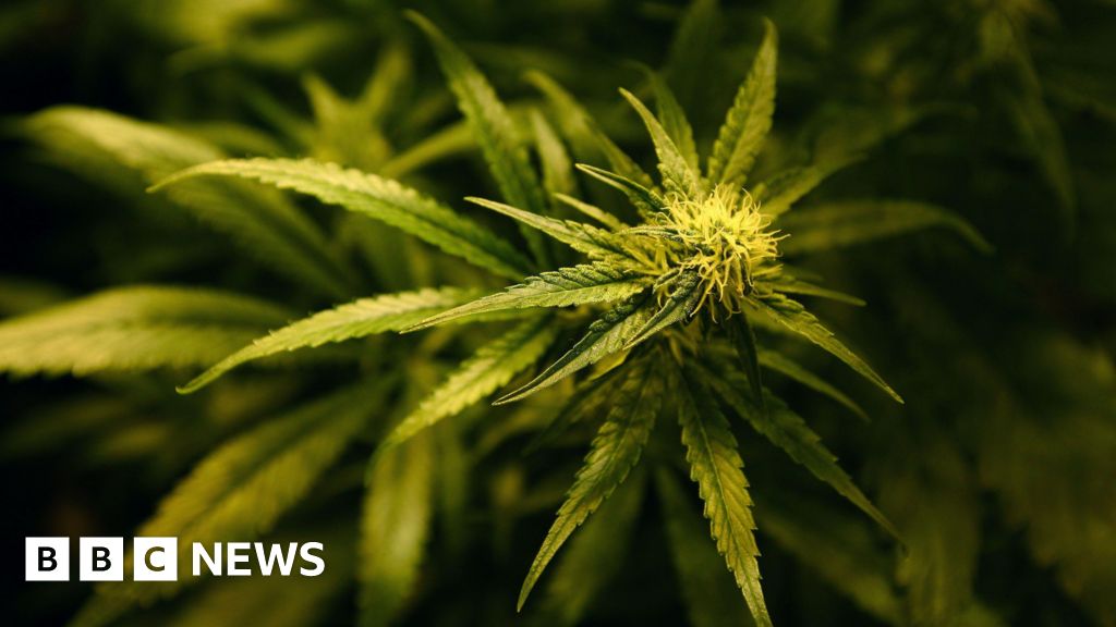 bbc.co.uk - Isabella Boneham - Suberranean cannabis farm discovered near Warwickshire village