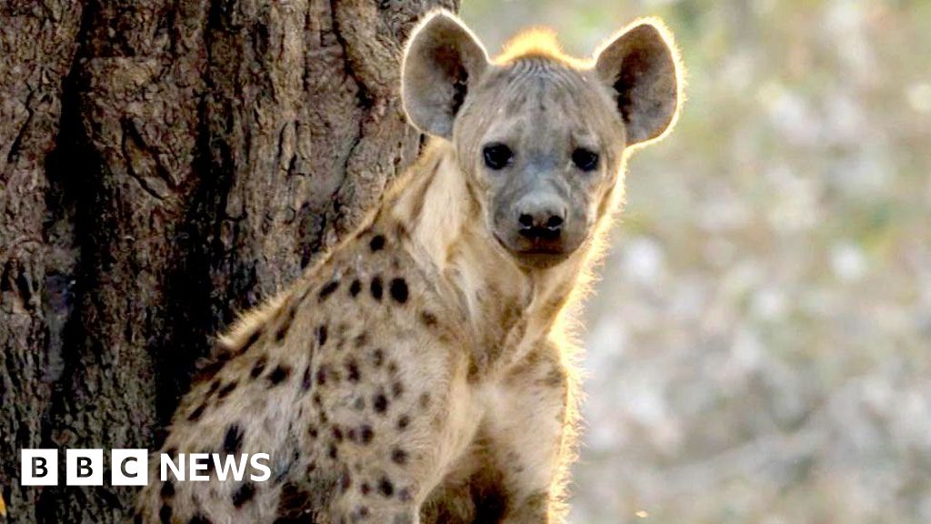 New Attenborough doc captures lion saving pregnant hyena from wild dogs