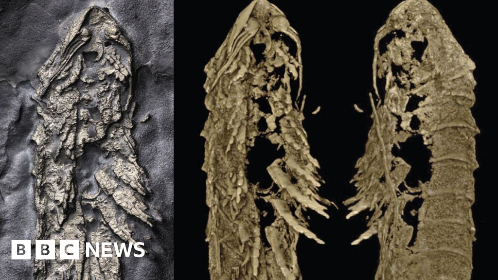 Ancient Sea Spider Fossil Rewrites Evolution History - crr83cc