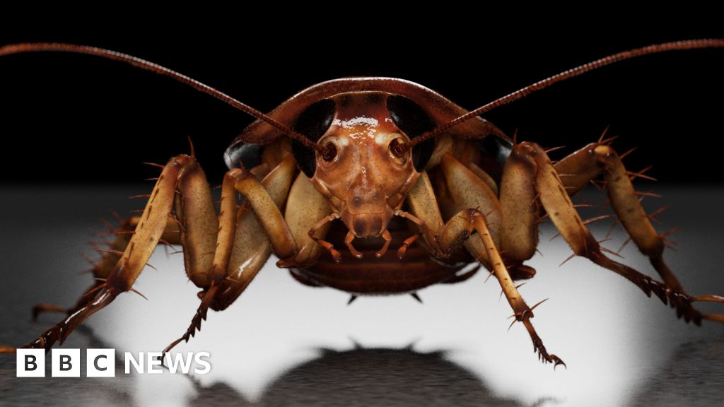 Cardiff sees surge in cockroach infestations as milder winters persist