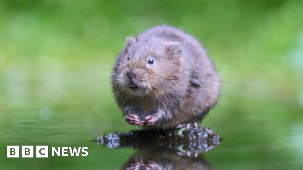 Water voles are almost extinct - could glitter save them?