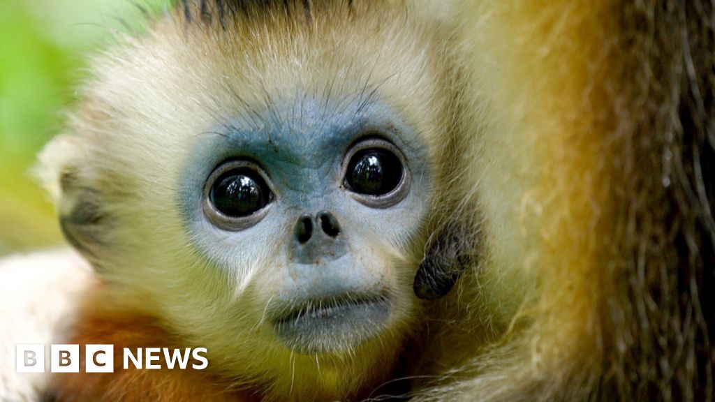 The battle to Save China's snub nosed monkey thumbnail
