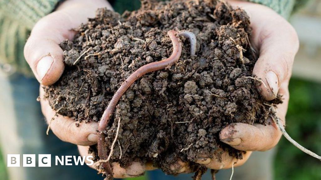 Study to examine impact of flooding on earthworms