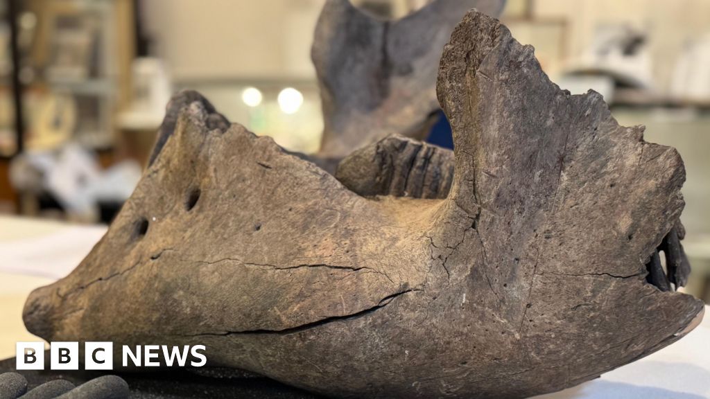 Testing shows Myfanwy the mammoth roamed Anglesey 15,000 years ago