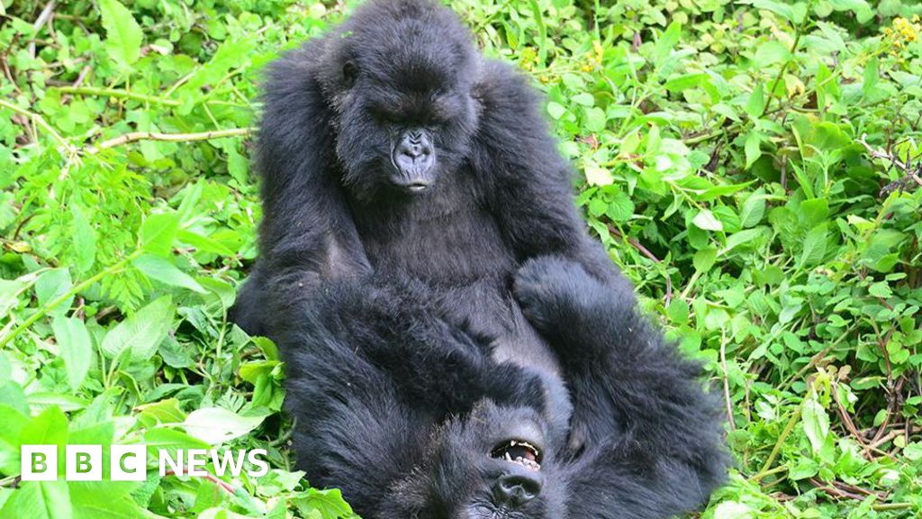 Gorillas seek out old female friends even after years apart