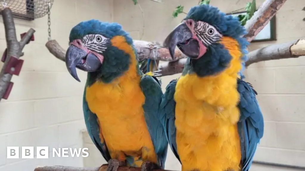 Missing macaws from London Zoo found safe in Cambridgeshire