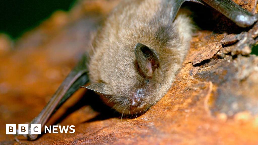 Canadian boy dies of rabies after bat encounter at Ontario cottage