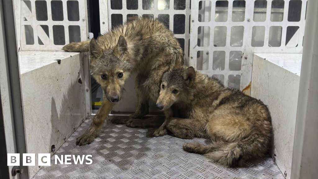 Mystery of 'Wolf-Type Animals' in Preston Revealed