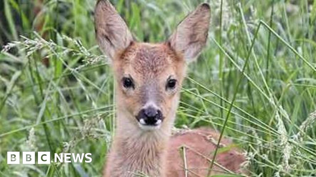 Farnham: Public asked to beware of fawns and deer hiding in grass - BBC ...