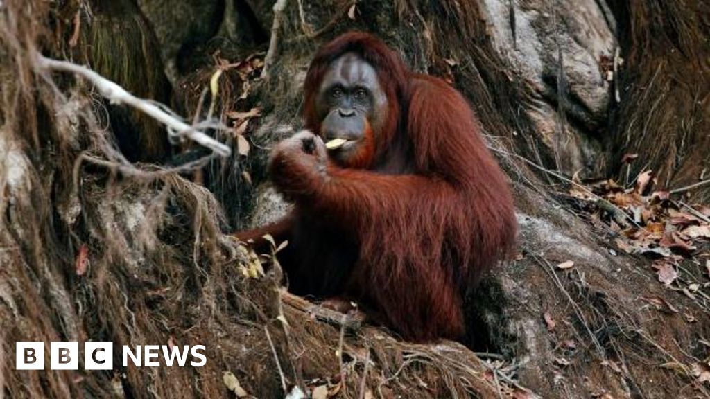 Malaysia offers trade partners 'orangutan diplomacy'