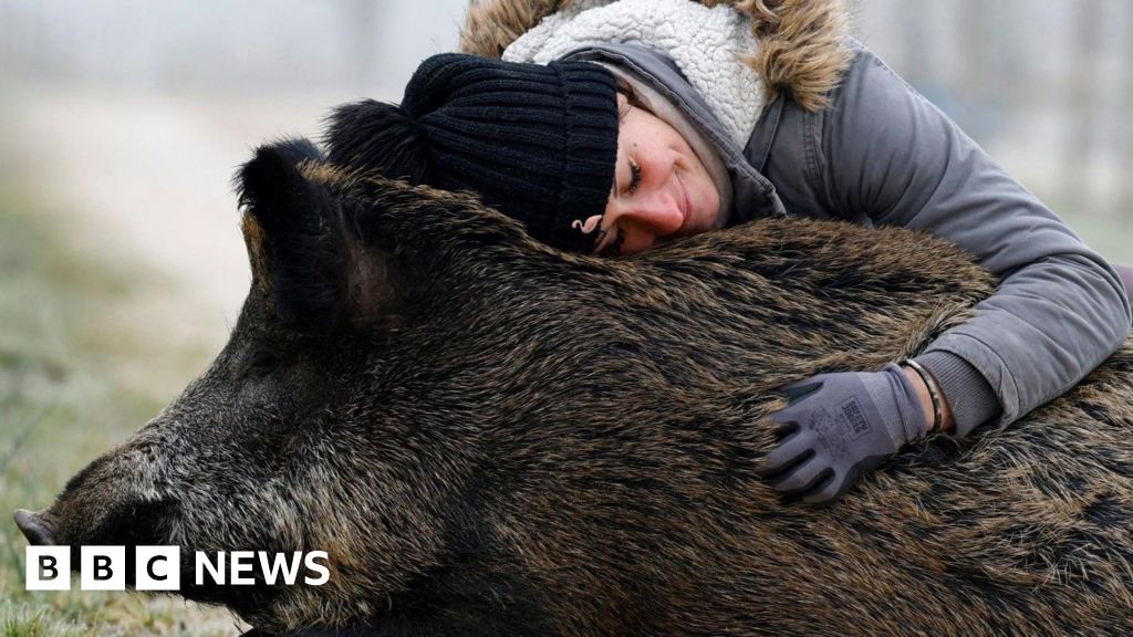 Blackpool, bathing and a boar: Photos of the week