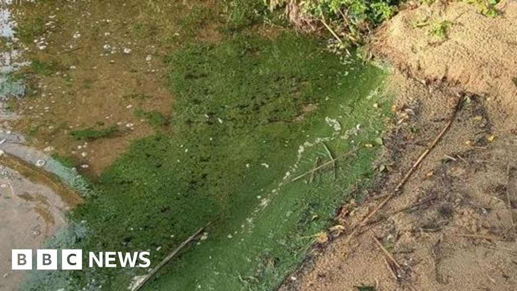 Water Advisories Issued for Lake Powell, Lake Norman, Frensham Over Harmful Algae Blooms