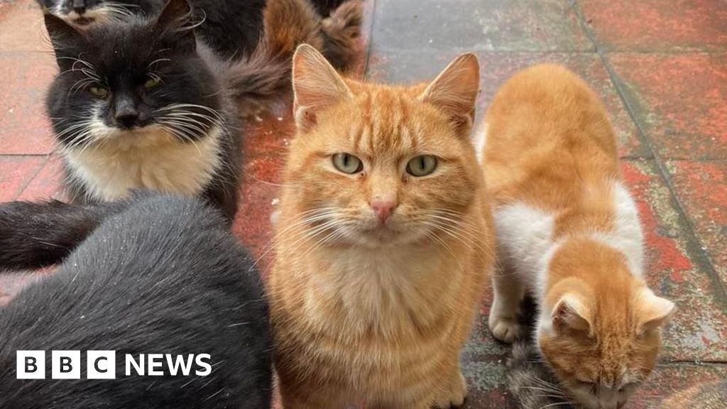 Charity effort to tackle Isle of Barra's feral cat colony
