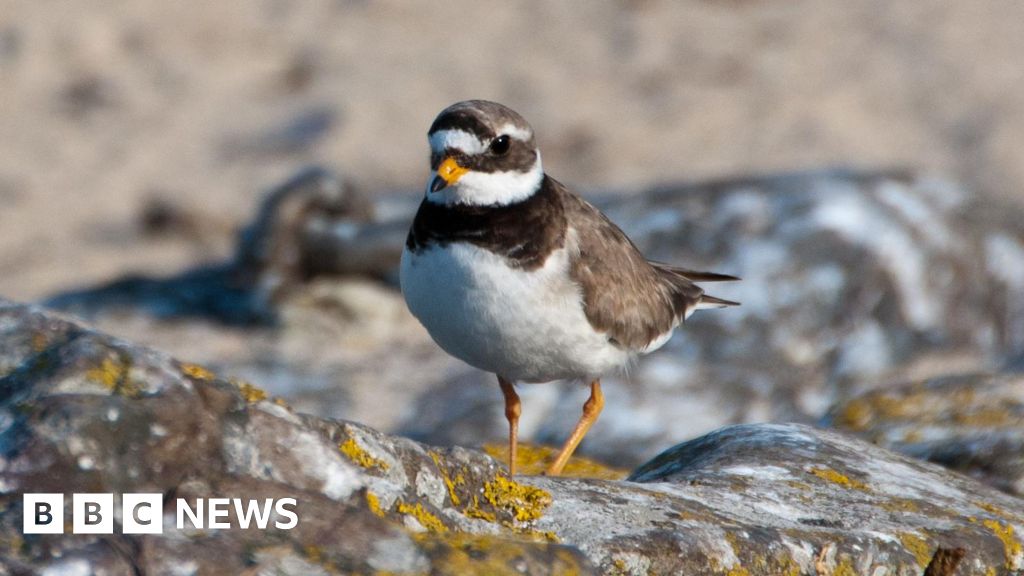 Exclusion zone set up to protect endangered birds