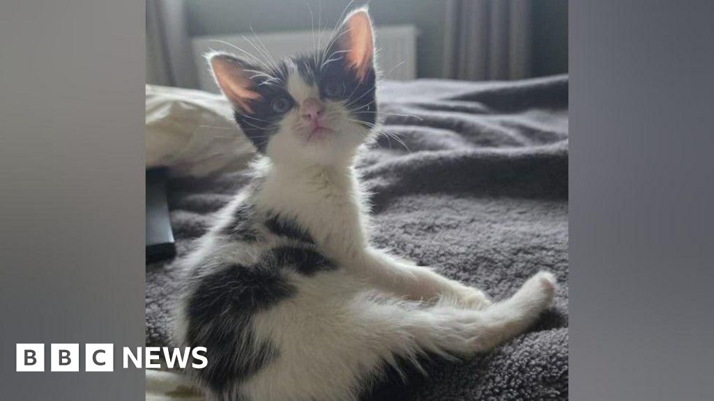 Rescued Kitten Finds Forever Home After Falling into Walsall Wall Cavity