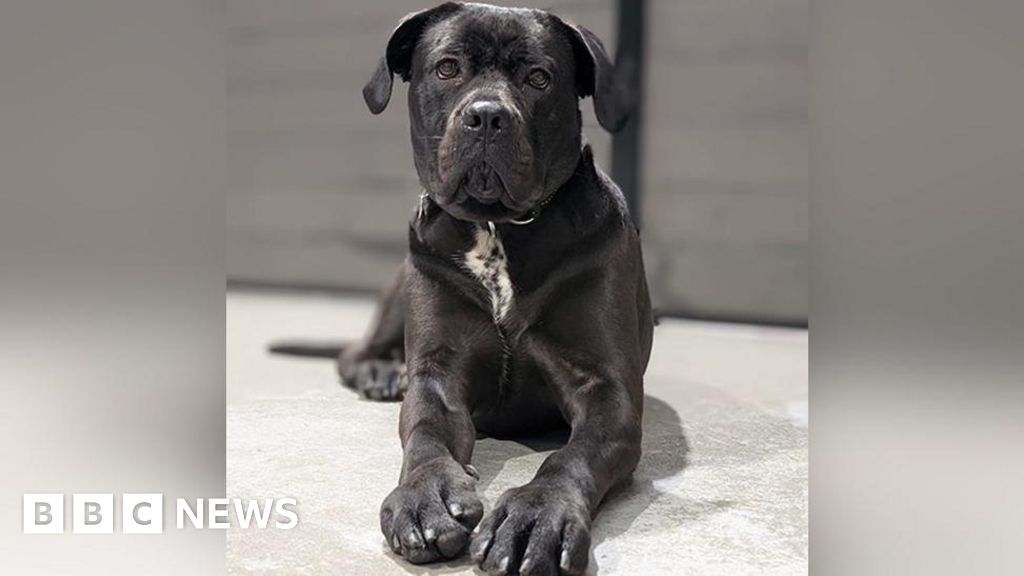 Puppy found abandoned gets new Warrington home for Christmas | Manchester News Puppy found abandoned gets new Warrington home for Christmas | Manchester News