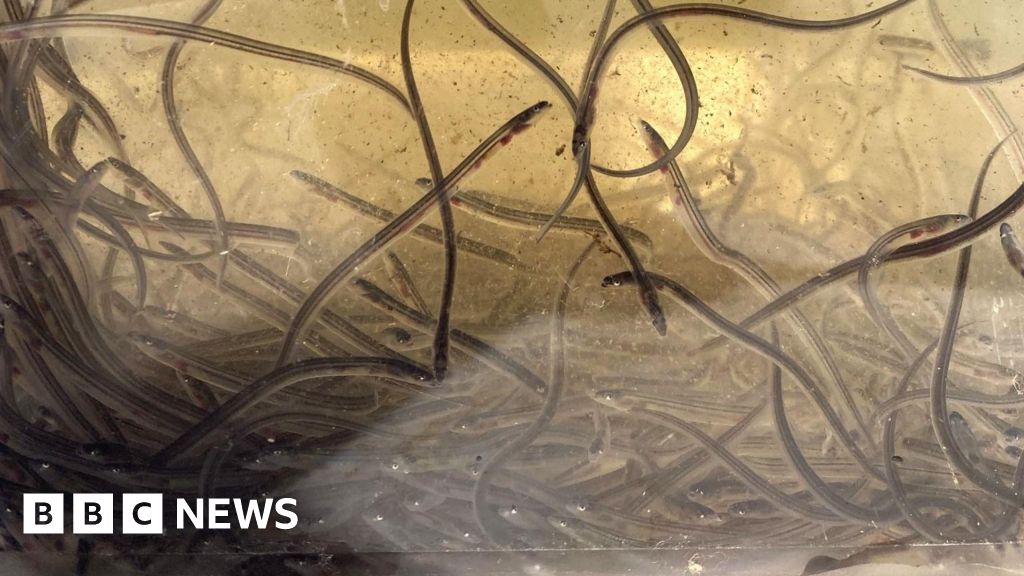 Endangered eel population boost hopes