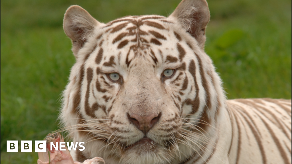 West Midlands Safari Park's Tiger Ben Dies