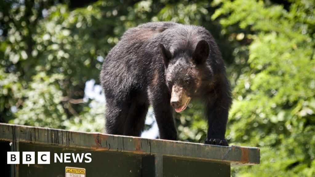 California man sues after being startled by dumpster-diving bear