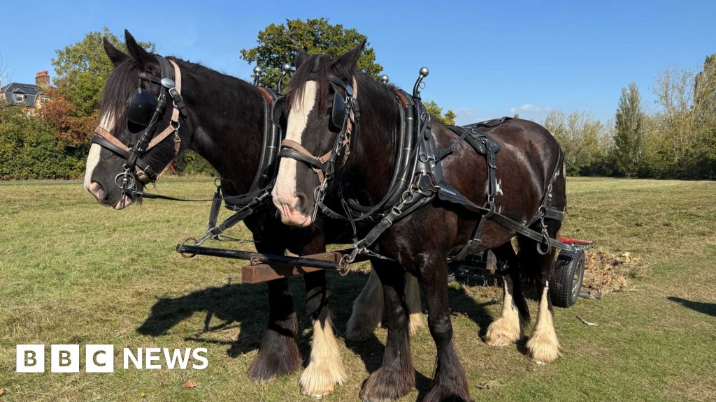 Tooting Common: Heavy horses prepare ground for flowers
