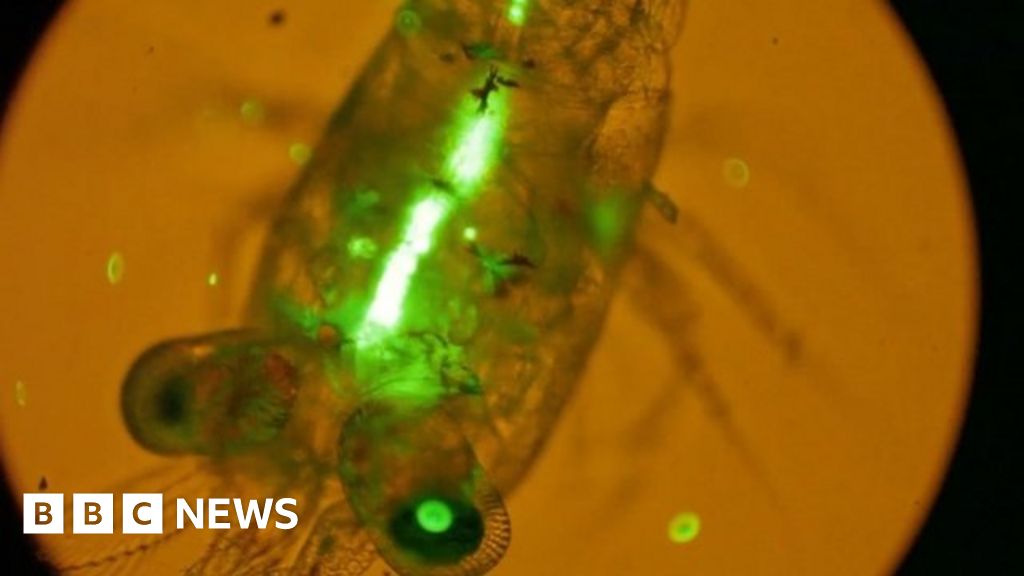 Plastic in oceans 'threatens food chain' BBC News