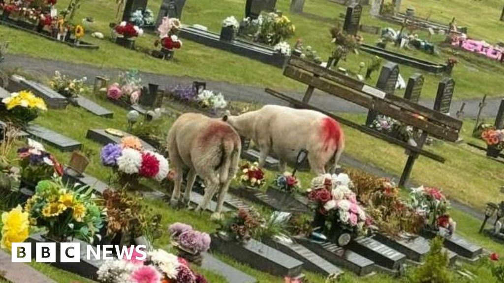 Sheep trampling over graves and eating flowers at cemetery