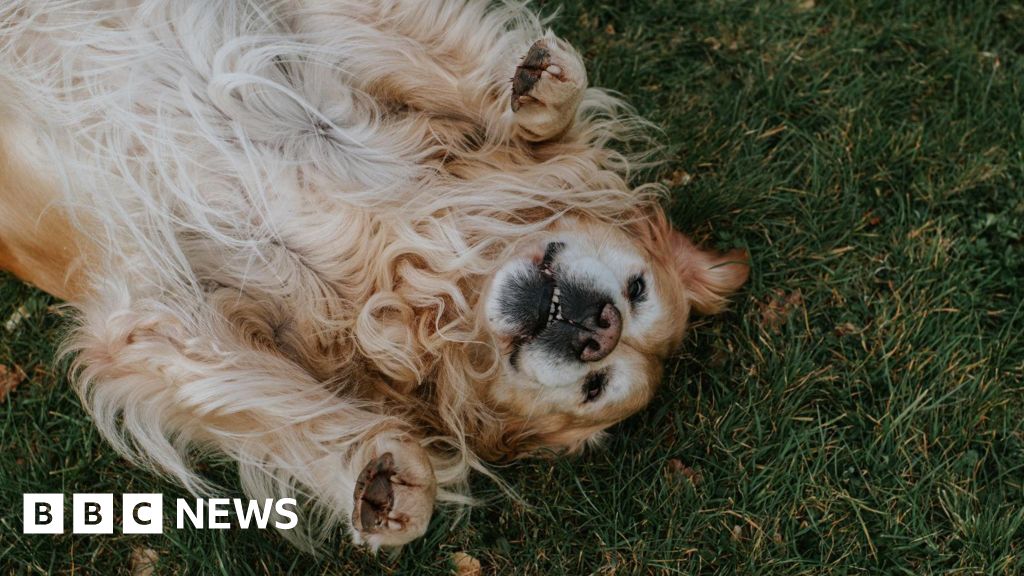 Dog Kennel Hopes Classical Music Can Win Planning Row dog-kennel-hopes-classical-music-can-win-planning-row