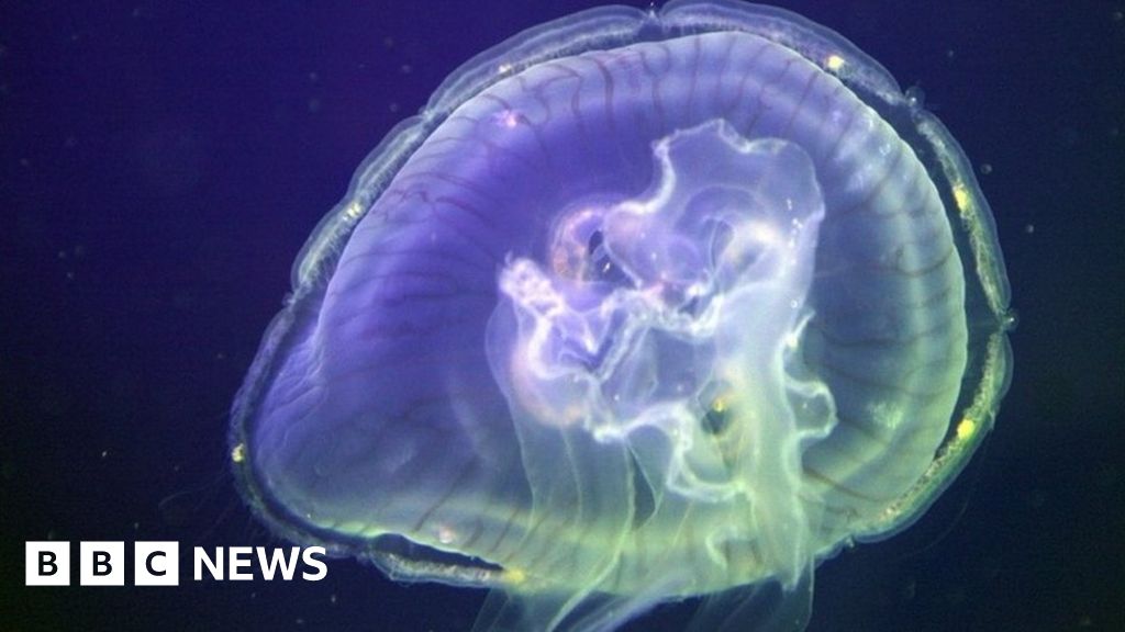 Jellyfish protein detects fingerprints in seconds – BBC Information