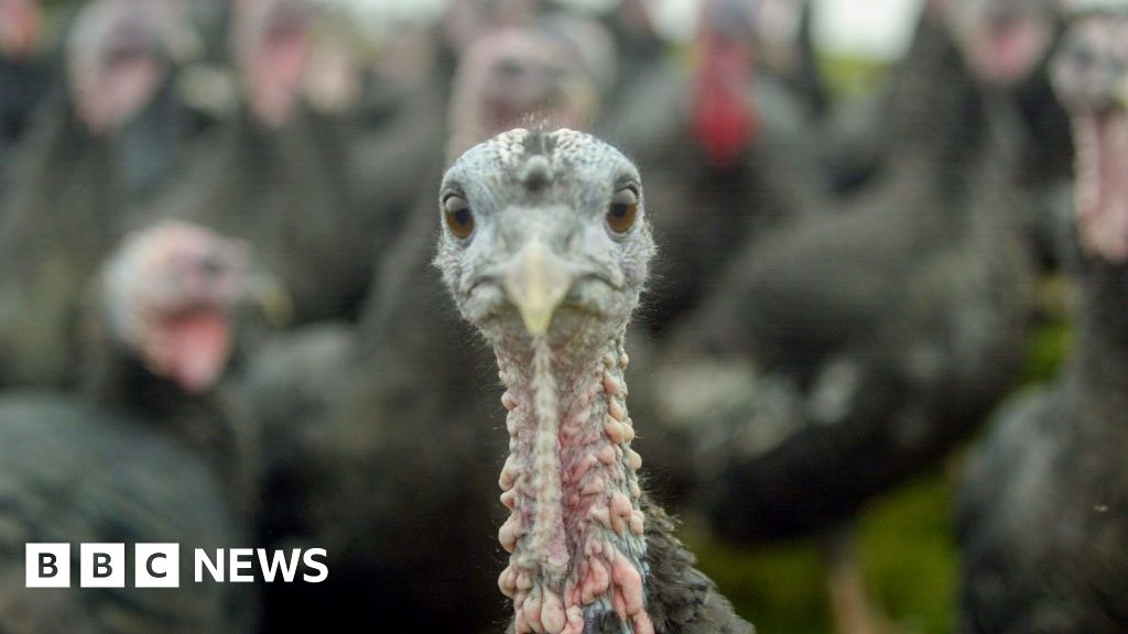 When turkeys were walked to London for Christmas