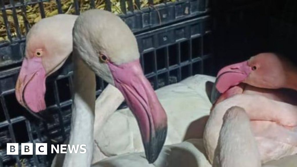 Flamingos freed after smugglers bound wings and crammed into crates