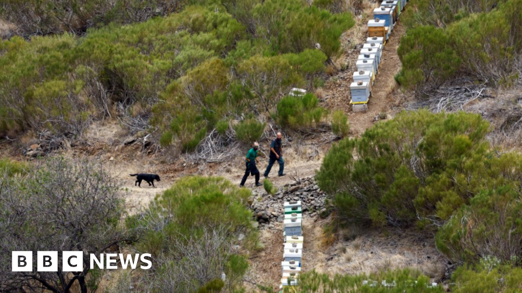 Specially trained dogs arrive to help Jay Slater search – police – BBC News