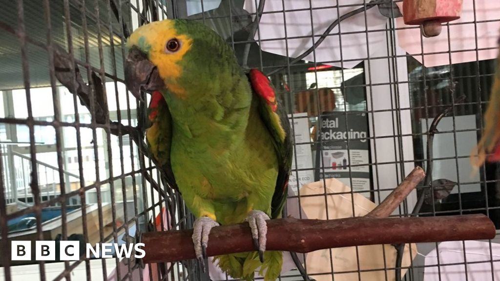 Jersey school parrot celebrates 70th birthday