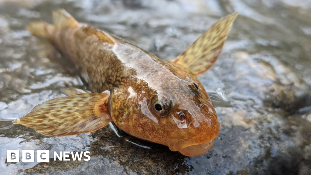 Back from the dead: Race to save Romania's 65 million-year-old fish