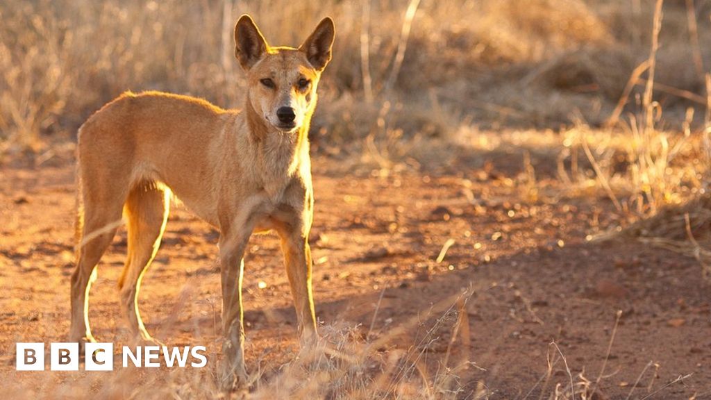 dingoes