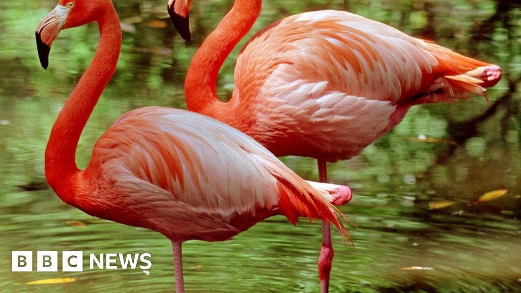 Flamingo Balancing Act Saves Energy Bbc News