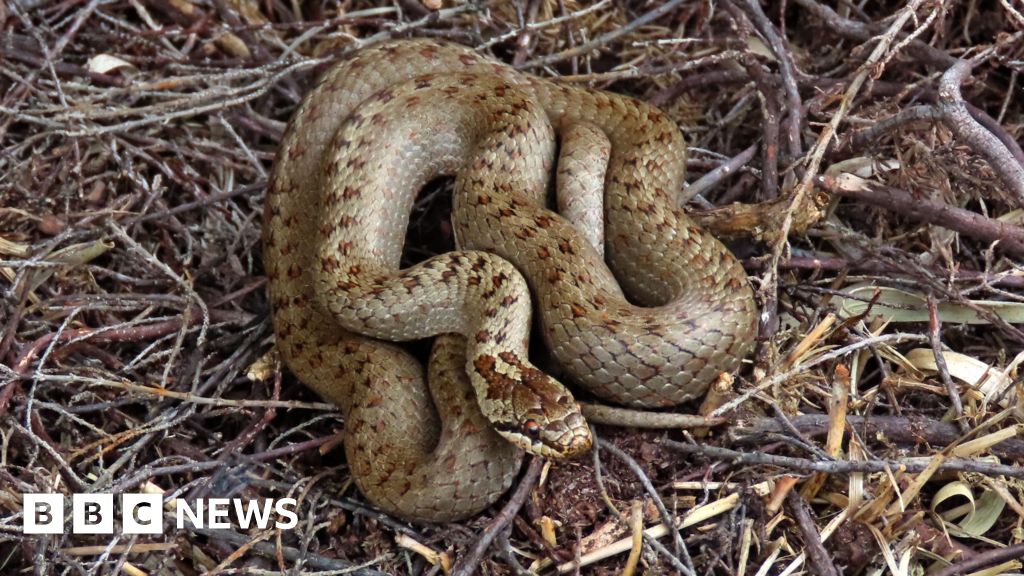 Snake species thriving after slithering into heath