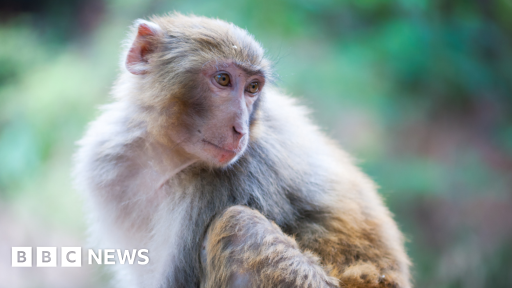 43 monkeys on the loose after escaping from a US research laboratory