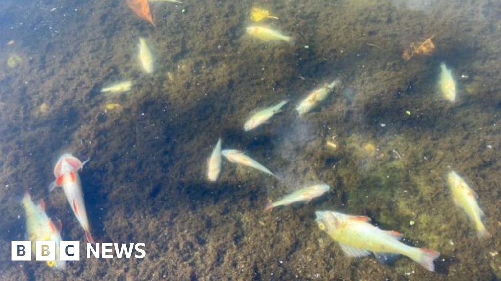 Telford Investigation launched as fish die in Holmer Lake BBC News