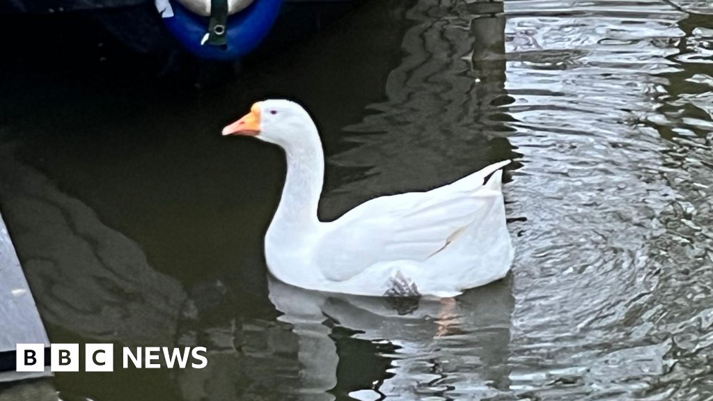 Pin of 'antisocial' March goose to be sold for charity