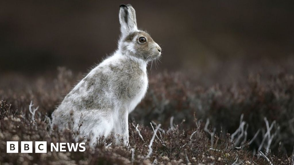 'More mountain hares' on grouse shooting moors