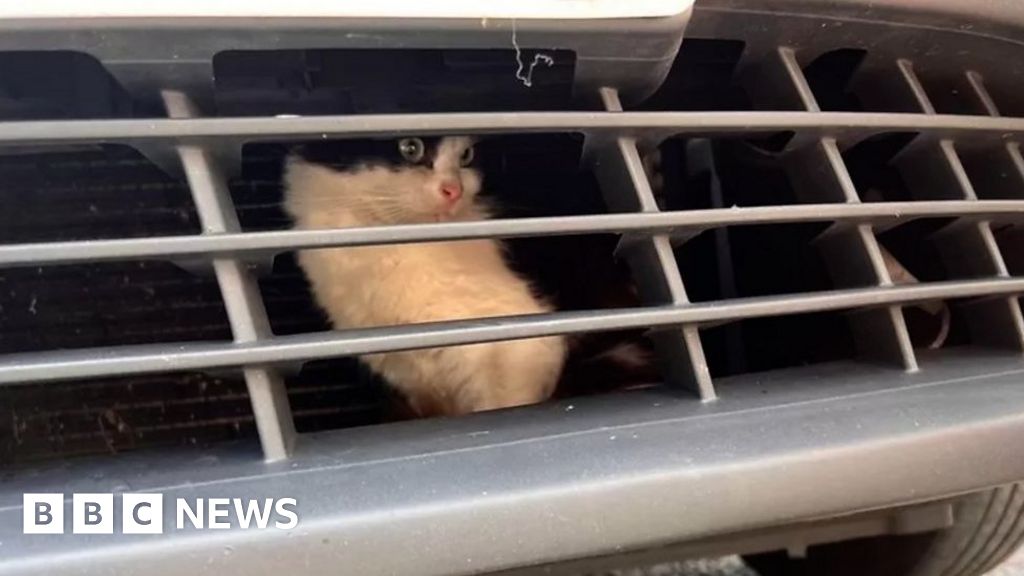 Watch: Kitten found behind car grille after 500-mile trip